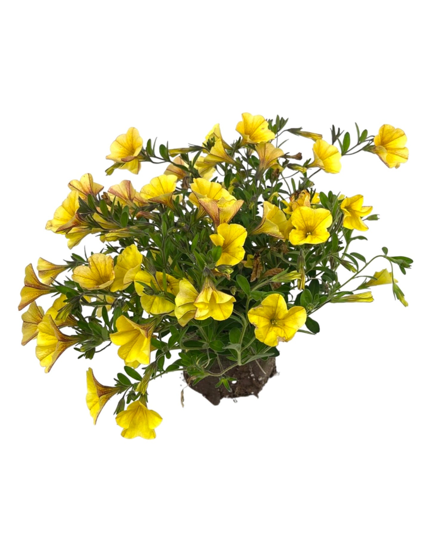 Calibrachoa 'Bloomtastic Yellow'