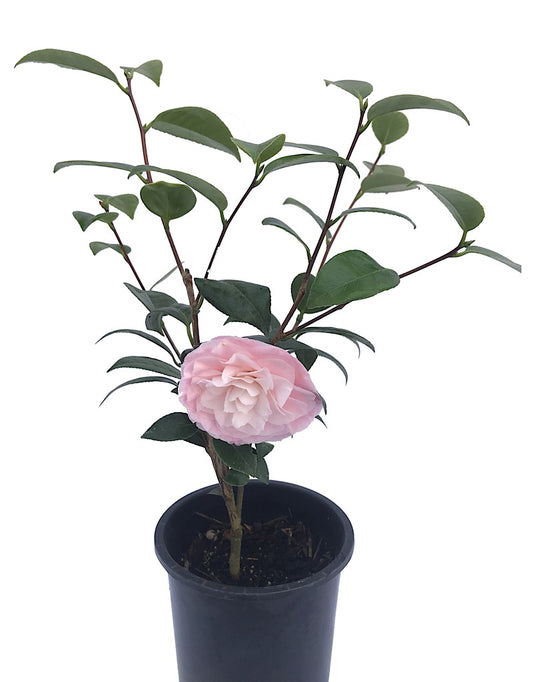 Camellia 'Nuccio's Pearl' 1 gal