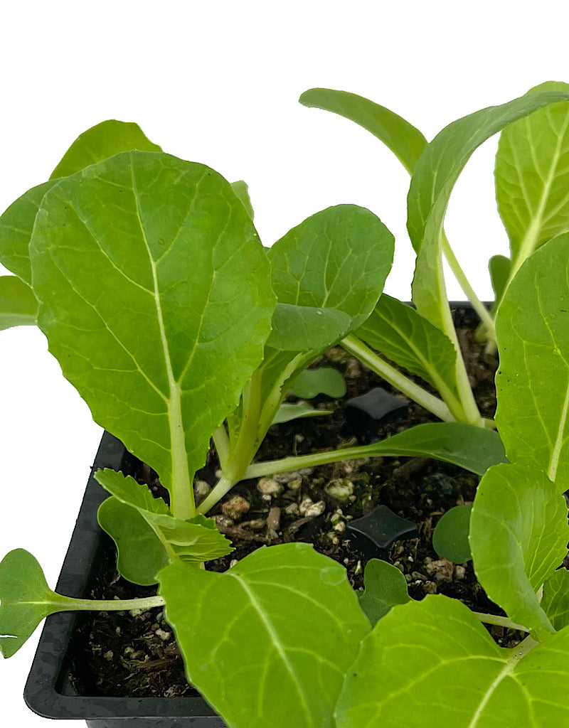 Specialty Greens 'Pak Choi Joi Choi' Jumbo Traypack