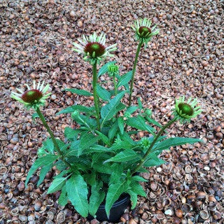 Echinacea 'Cheyenne Spirit'  1 gal