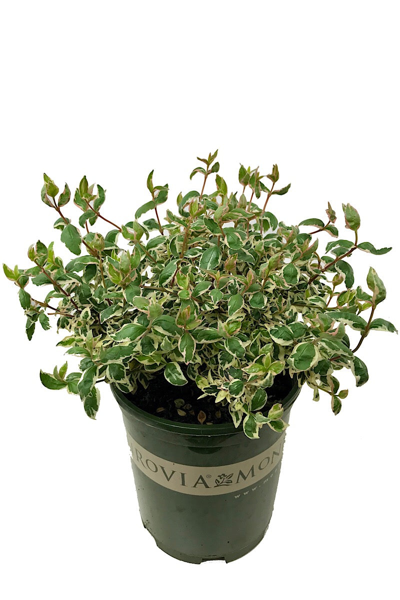 Abelia g. 'Magic Daydream'  1 gal