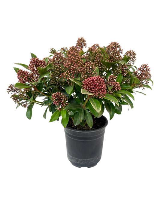 Skimmia japonica Male and Female 1 Gallon