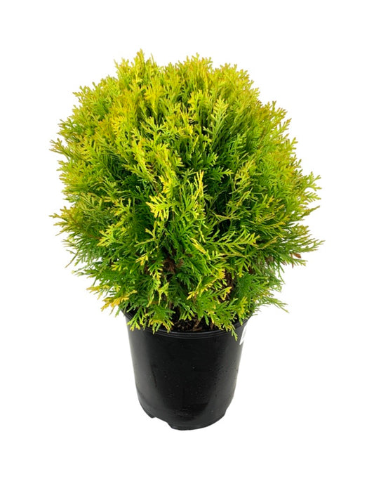 Thuja occidentalis 'Harvest Moon' 2 Gallon