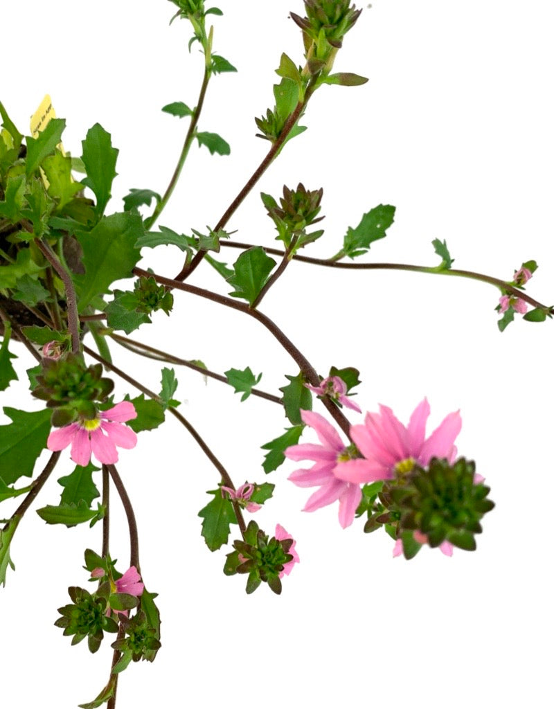 Scaevola 'Topaz Pink' 4 Inch