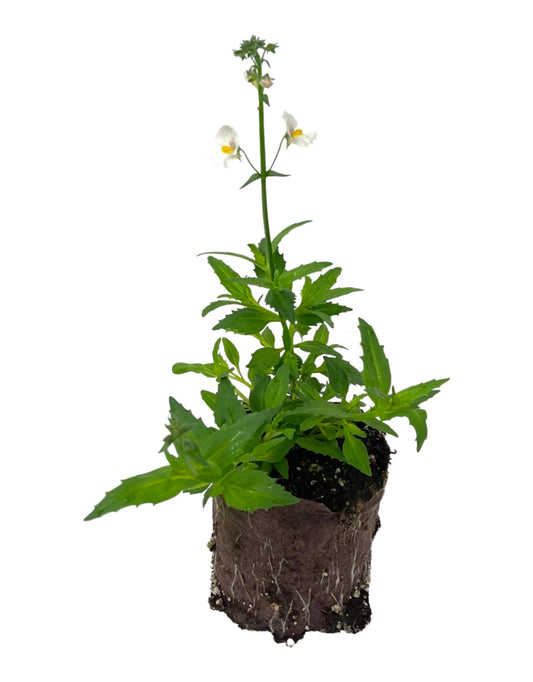 Nemesia 'Sunsatia Coconut'