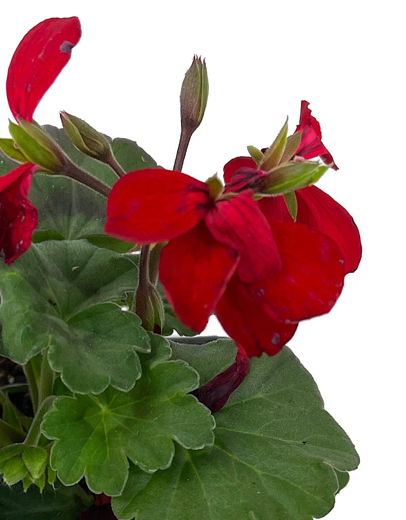 Geranium Zonal 'Caliente Fire' 4 Inch