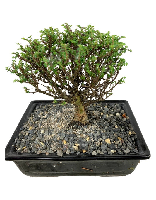 Ulmus parvifolia 'Hokkaido' 8 Inch Ceramic