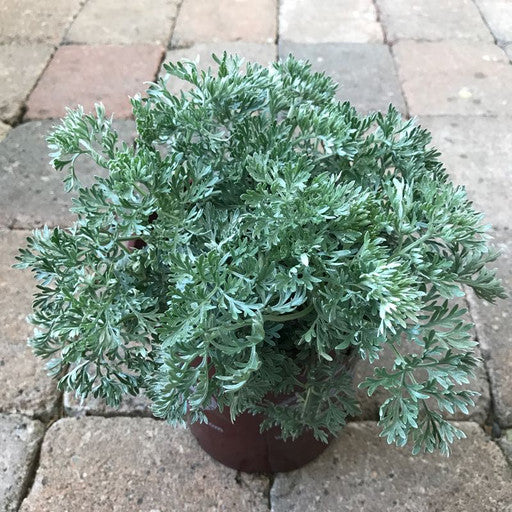 Artemisia powis castle - 1 gal