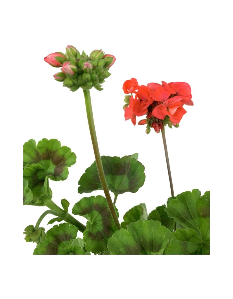 Geranium Zonal 'Rocky Mountain Orange' 1 Gallon