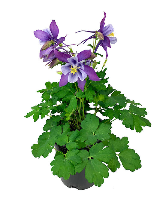 Aquilegia caerulea 'Early Bird Purple/Blue' 1 Gallon