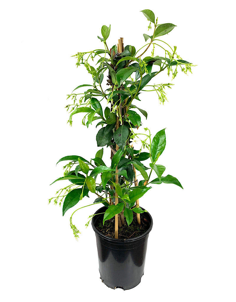 Trachelospermum jasminoides 1 Gallon