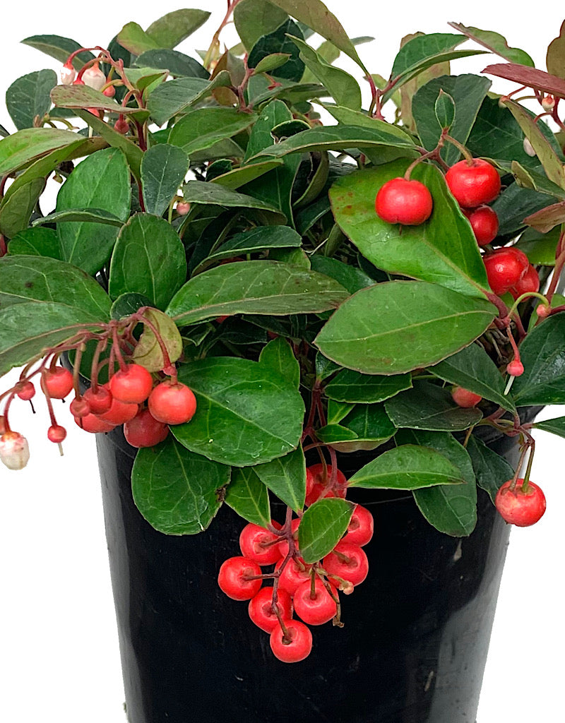 Gaultheria procumbens 'Cherry Berries' 1 Gallon