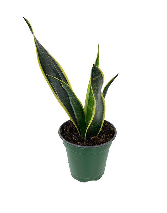 Sansevieria 'Variegated'