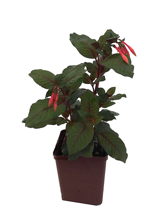 Fuchsia 'Gartenmeister'