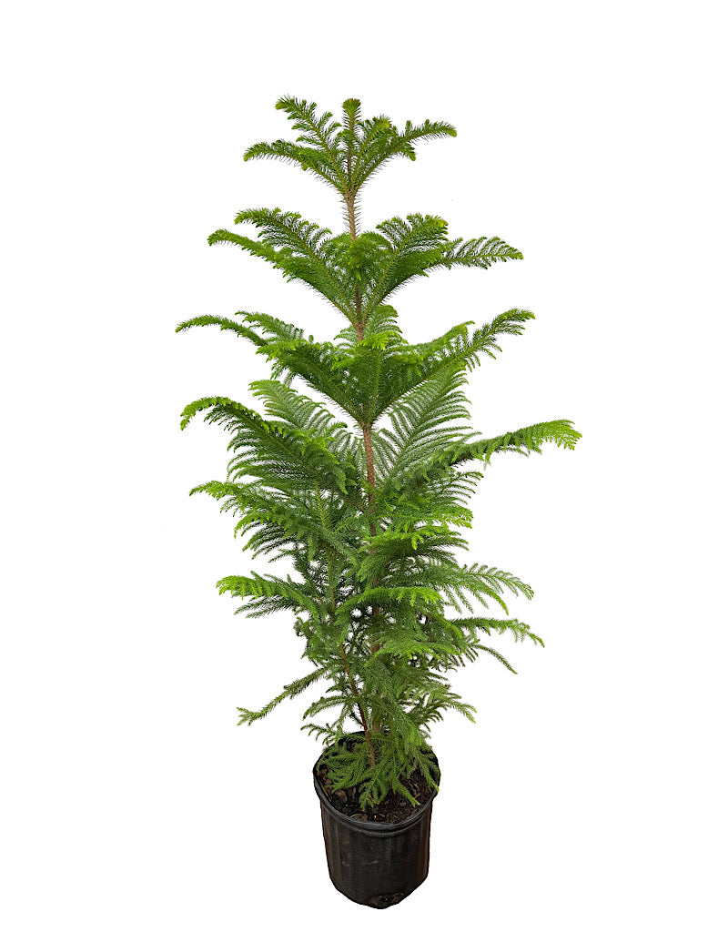 Araucaria heterophylla 10 Inch