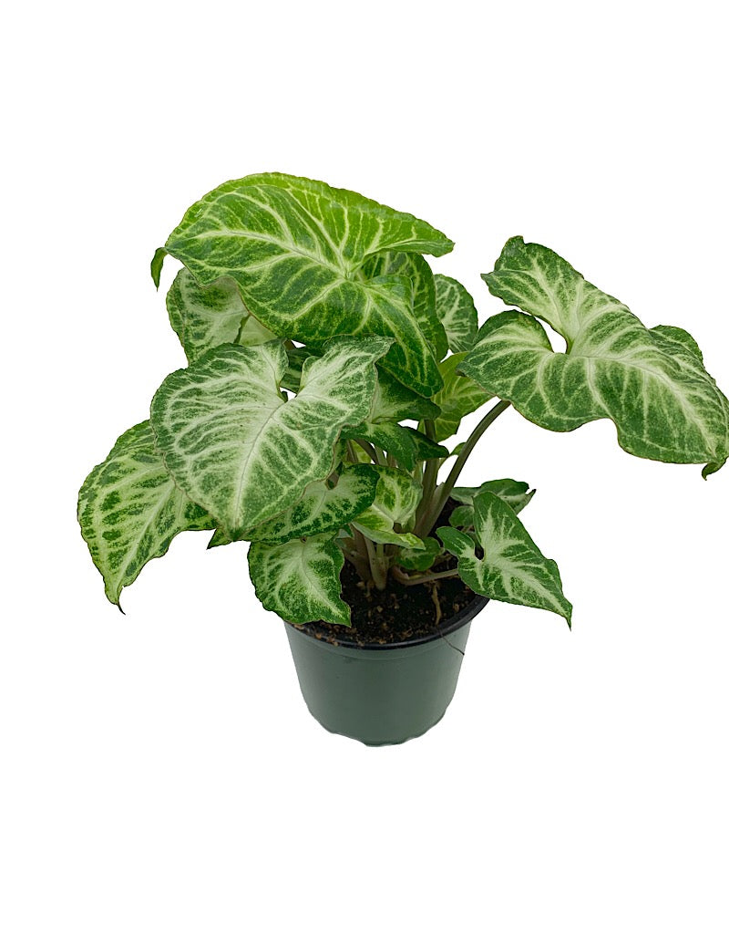 Syngonium podophyllum 'Glo Go' 4 inch