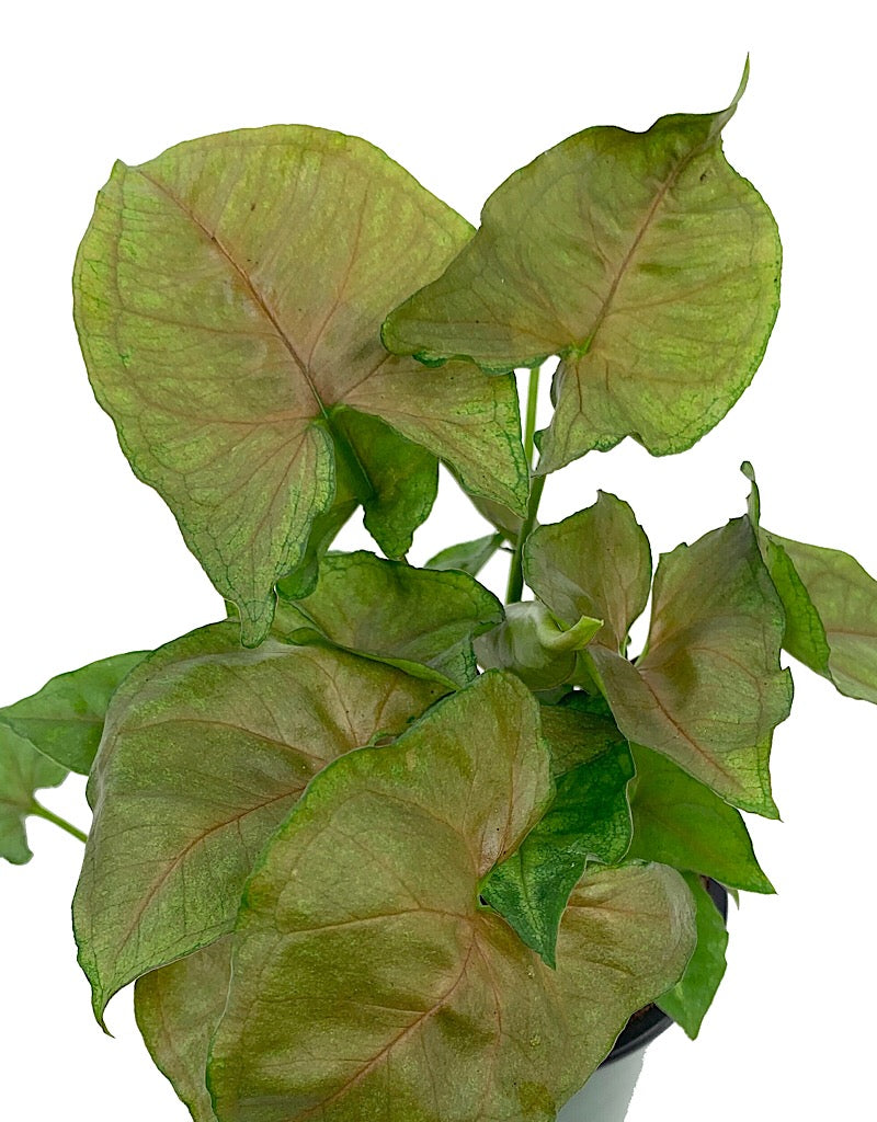 Syngonium podophyllum 'Candyberry'  4 inch