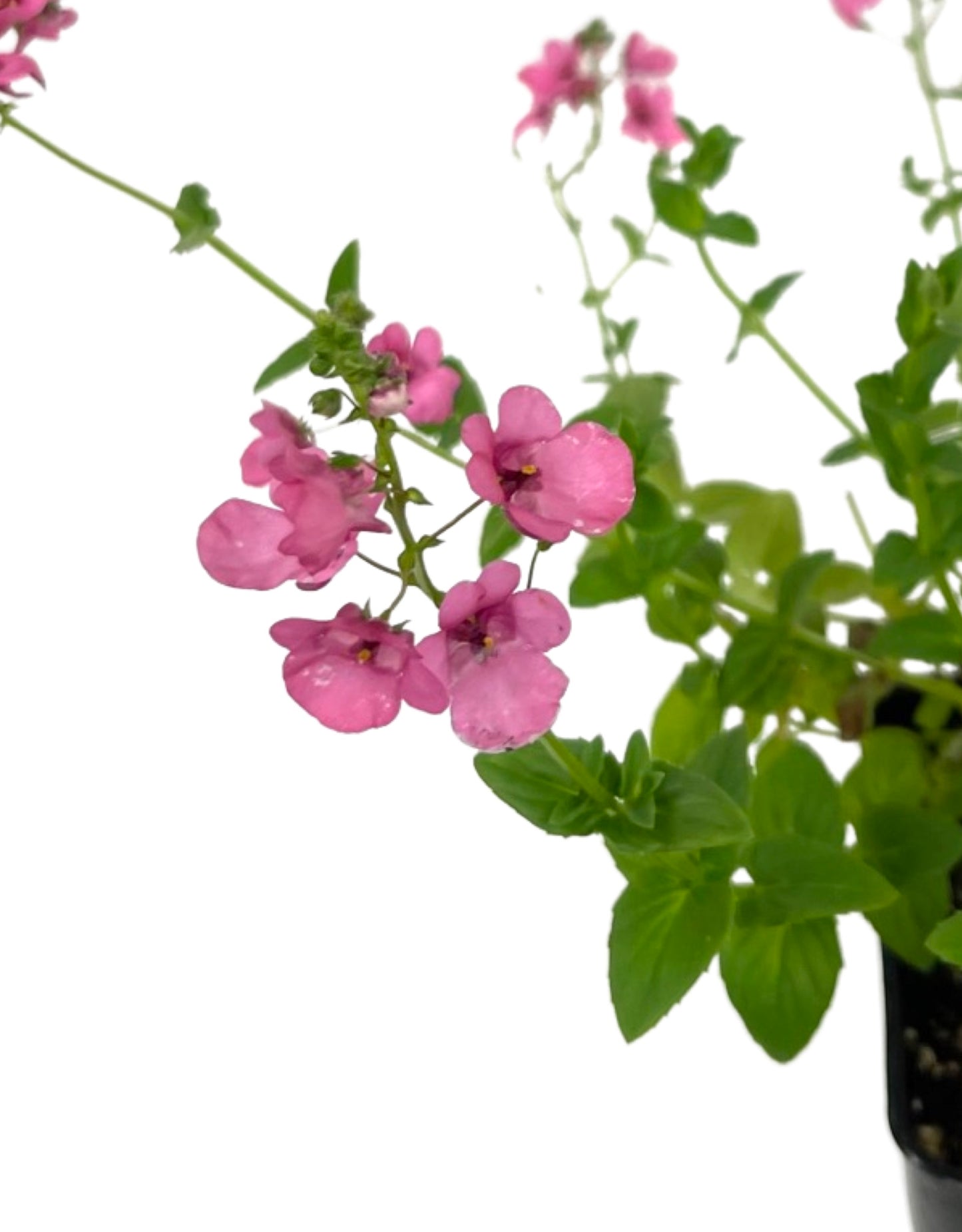 Diascia 'My Darling Berry' 4 Inch