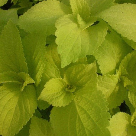 Coleus 'Life Lime' 4 inch