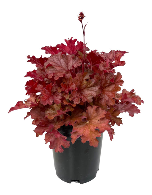 Heuchera 'Ruby Tuesday'