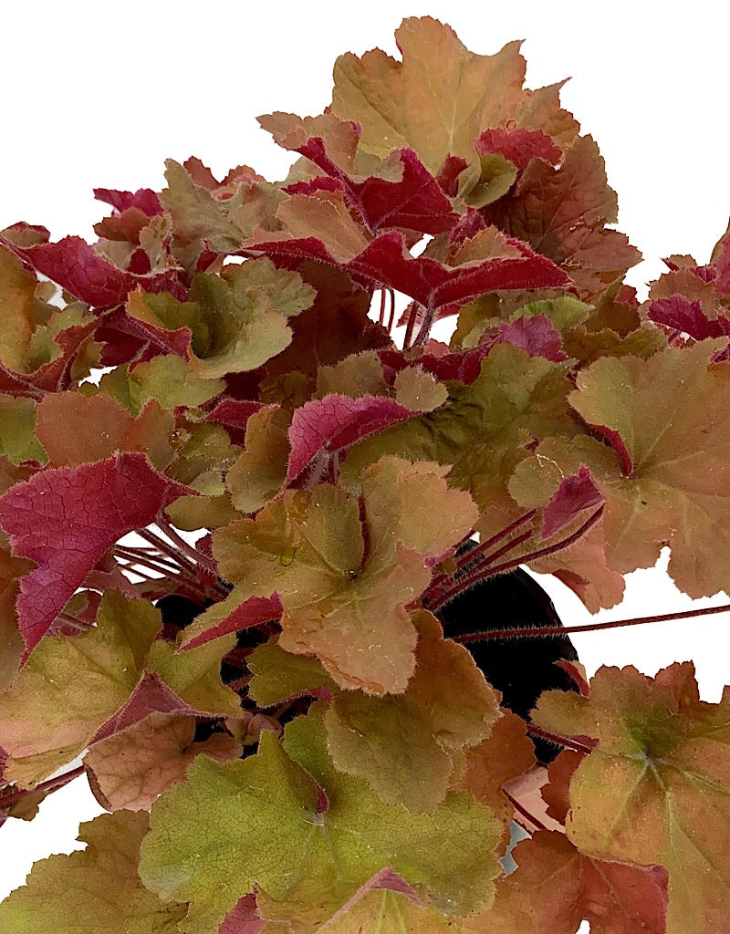 Heuchera 'Caramel' 1 Gallon