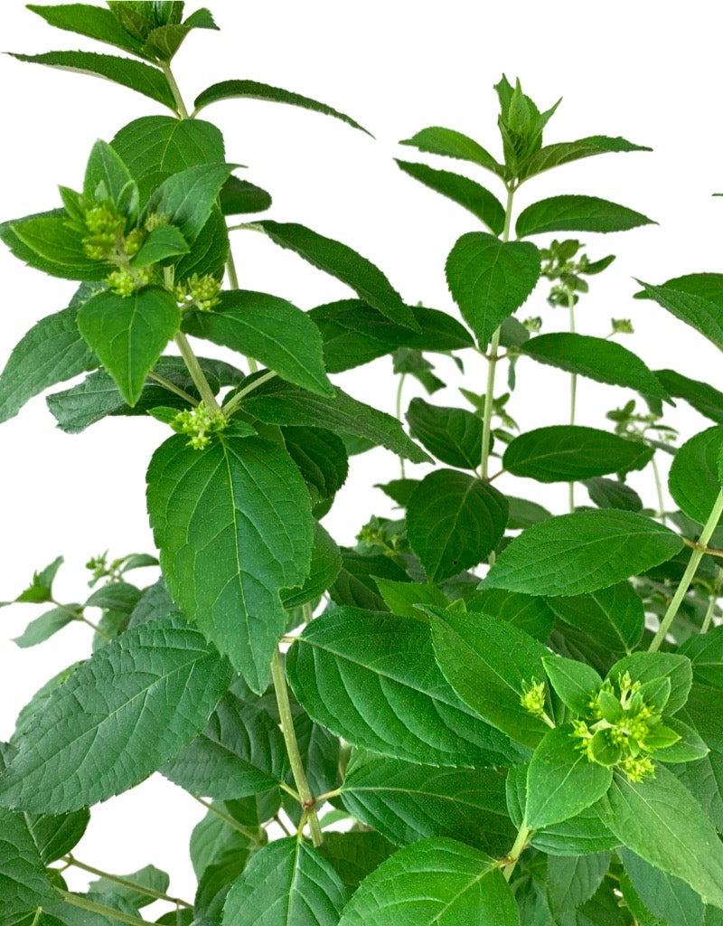 Hydrangea paniculata 'Strawberry Shake' 2 Gallon