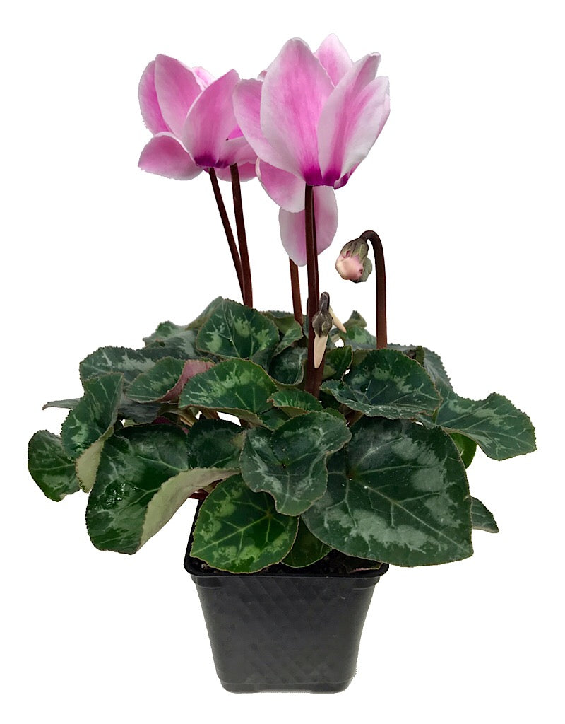 Cyclamen 'Laser Synchro Pink Flame'  4 inch