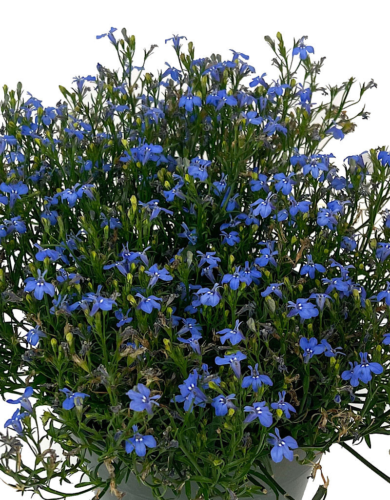 Lobelia 'Laguna Sky Blue' 6 Inch