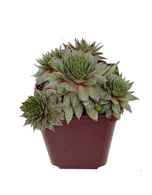 Sempervivum 'Twilight Blue'  4 inch