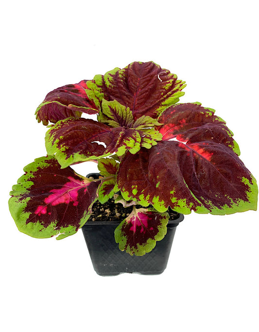 Coleus 'Kong Red' 4 Inch