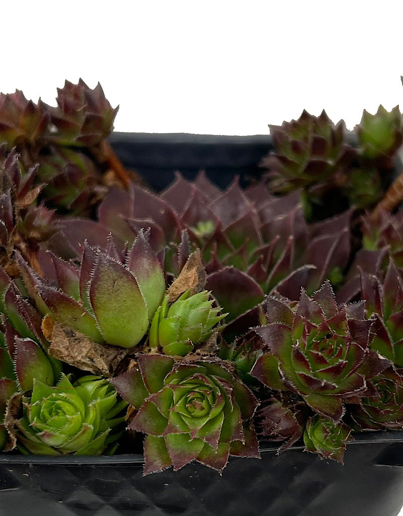 Sempervivum 'Black' 4 Inch