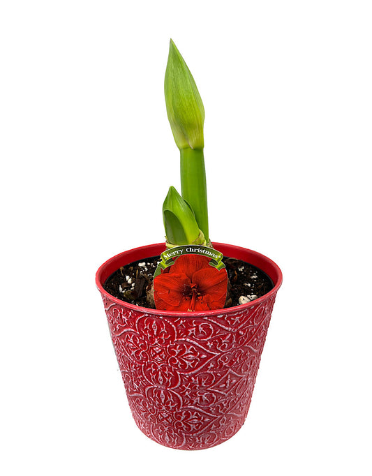 Amaryllis 'Merry Christmas' 6 inch