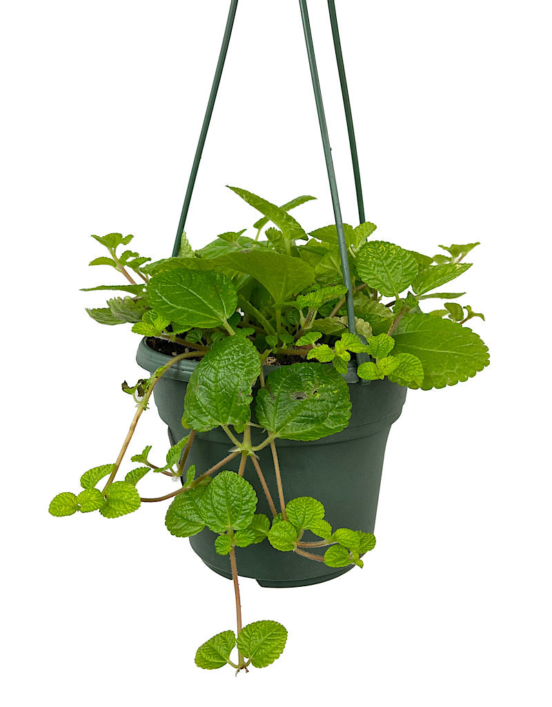 Pilea nummulariifolia 'Creeping Charlie' Hanging Basket 6 Inch