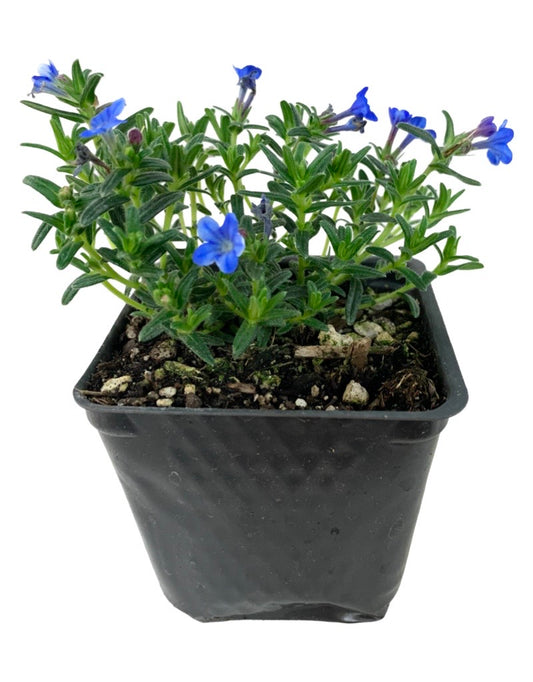 Lithodora diffusa 'Grace Ward'  4 Inch