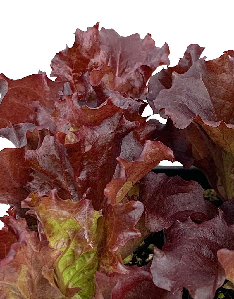 Lettuce 'Merlot'  Traypack