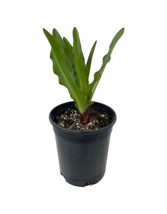 Eucomis comosa 'Reuben' 1 Gallon