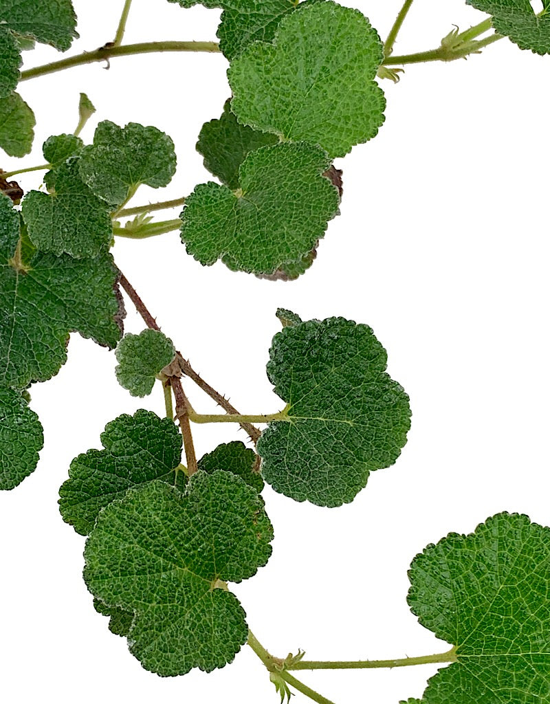 Rubus pentalobus  4 Inch