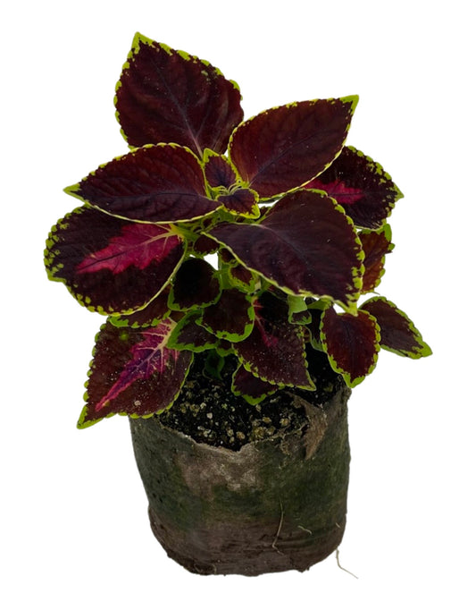 Coleus 'Orchard Road' 4 Inch