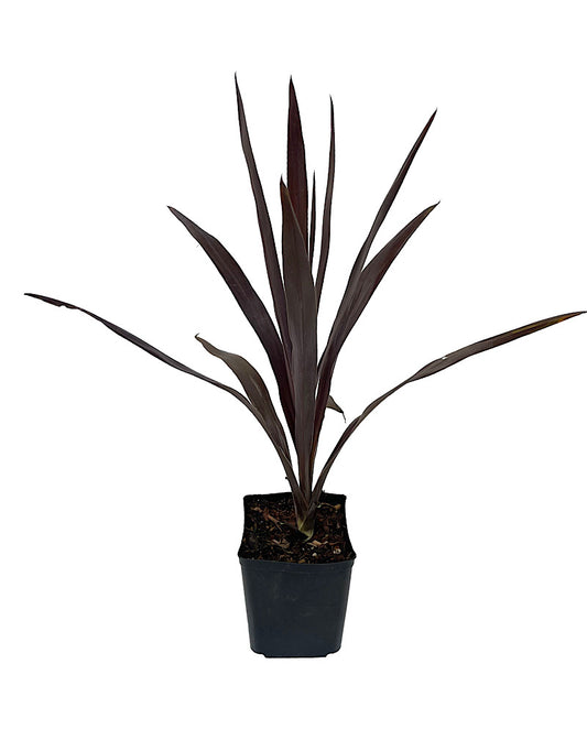 Cordyline obtecta 'Superstar' 1 Gallon