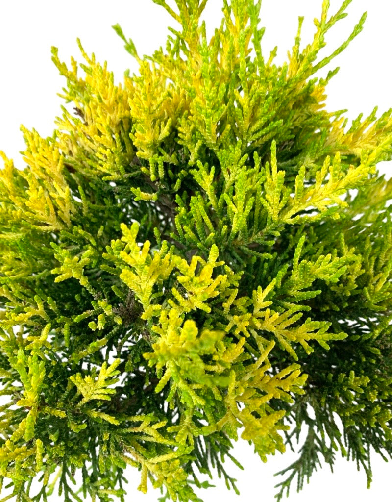 Cupressus m. 'Donard Gold' Patio Tree 7 Inch Terra Cotta