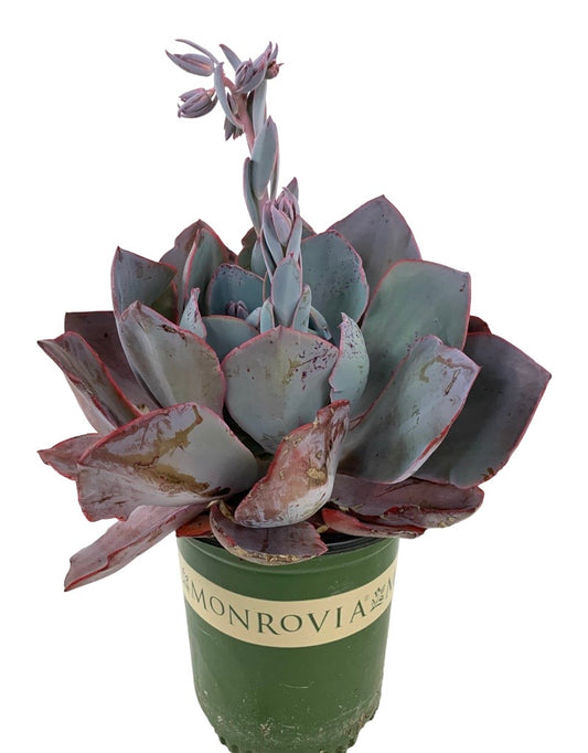 Echeveria 'Afterglow' 1 Gallon