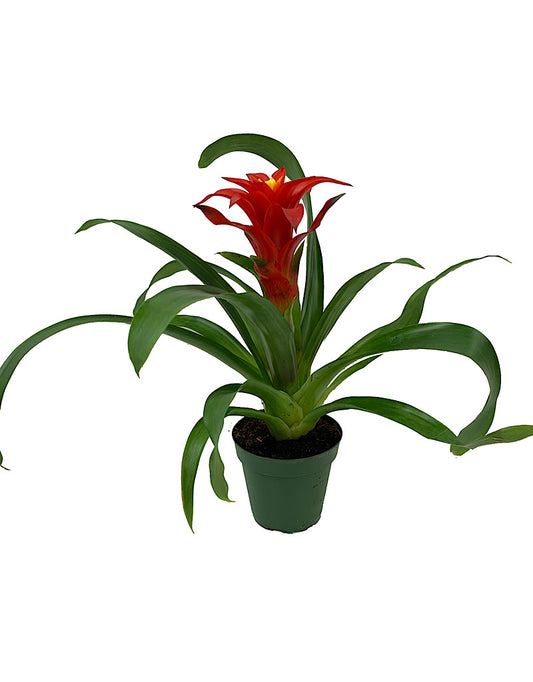 Bromeliaceae guzmania