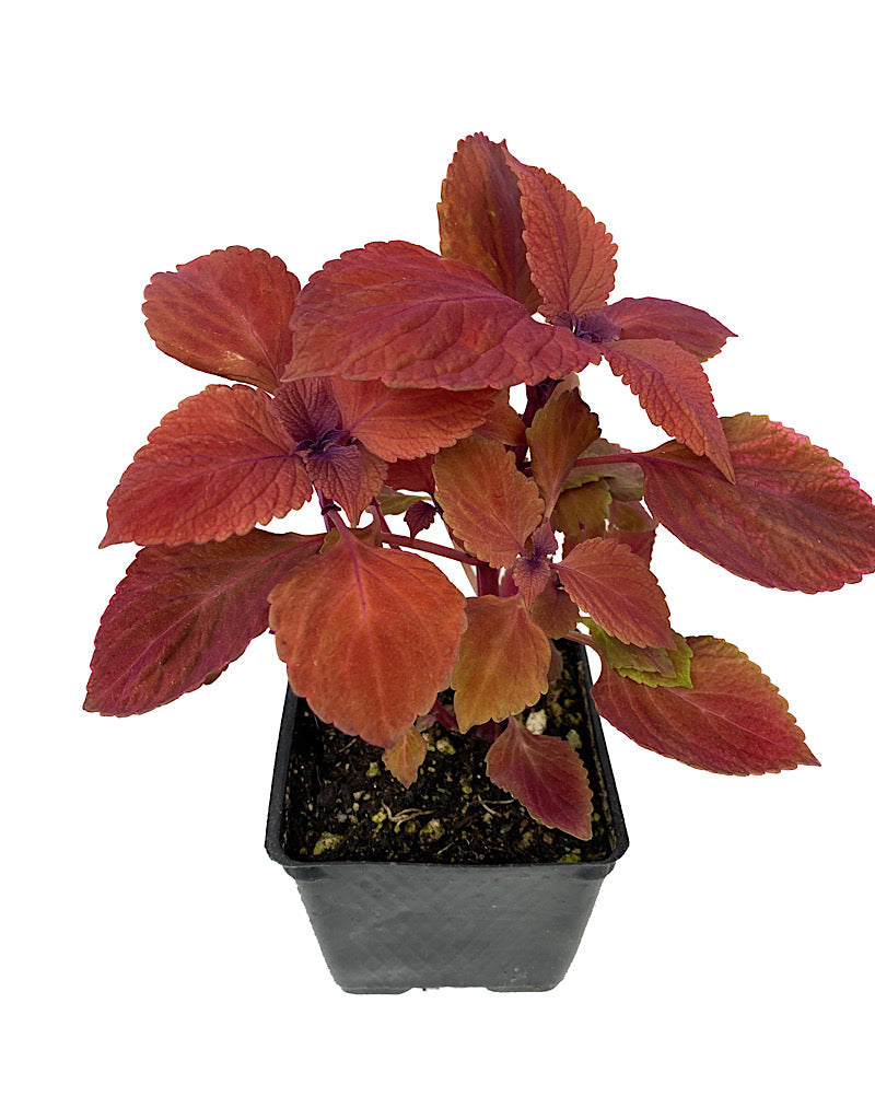 Coleus 'Redhead' 4 Inch