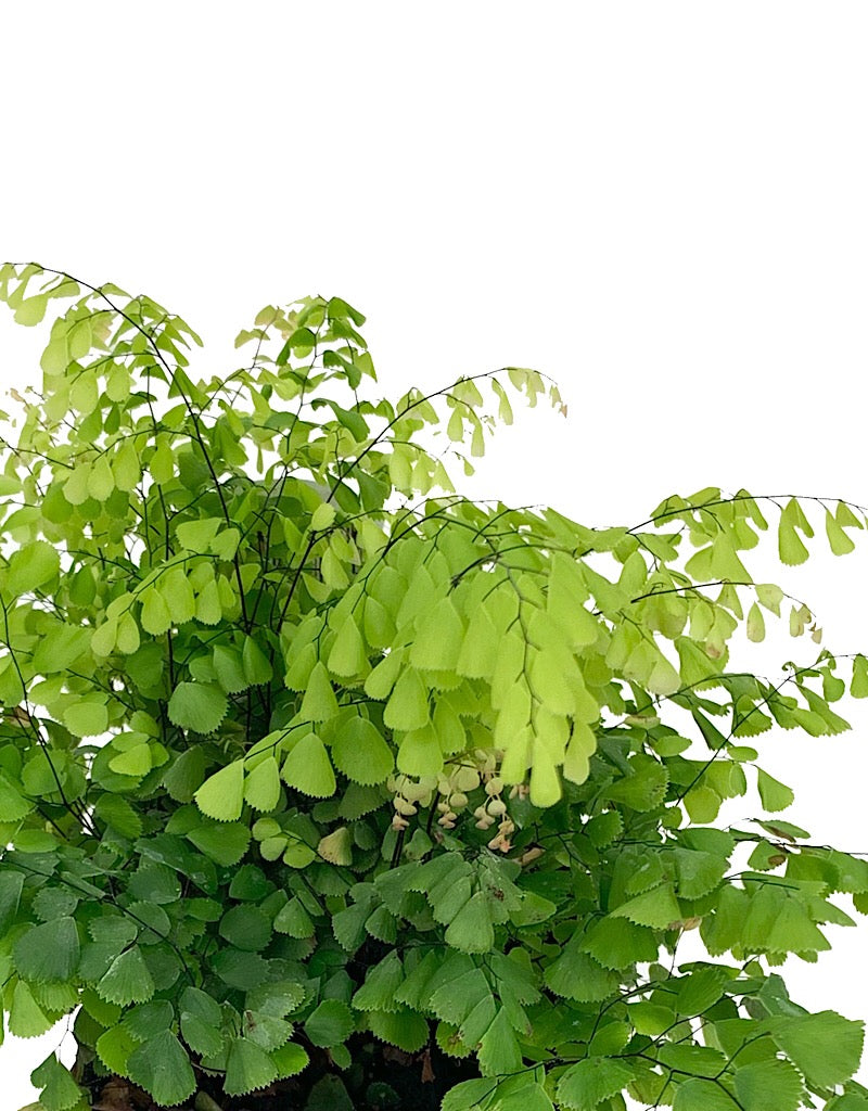 Adiantum venustum 4 Inch