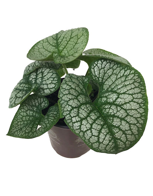 Brunnera macrophylla 'Sea Heart' 1 Gallon