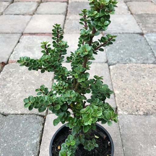 Ilex crenata 'Dwarf Pagoda'