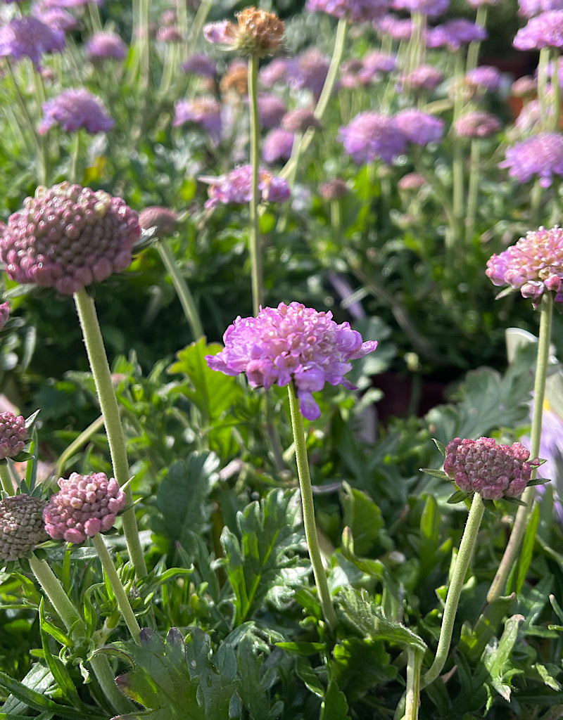 Scabiosa columbaria 'Butterfly Blue' 1 Gallon