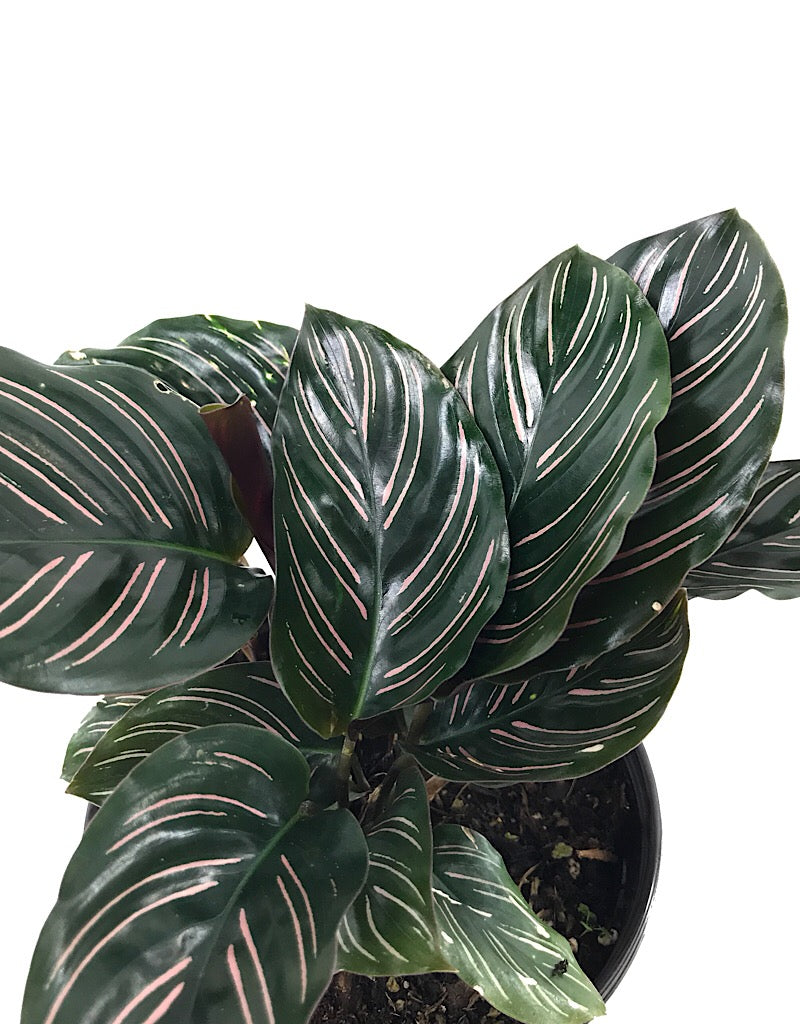 Calathea ornata 'Sanderiana'  6 inch