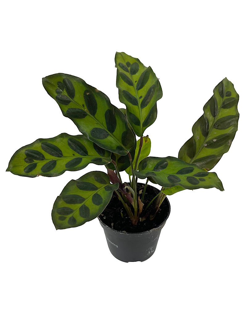 Calathea lancifolia