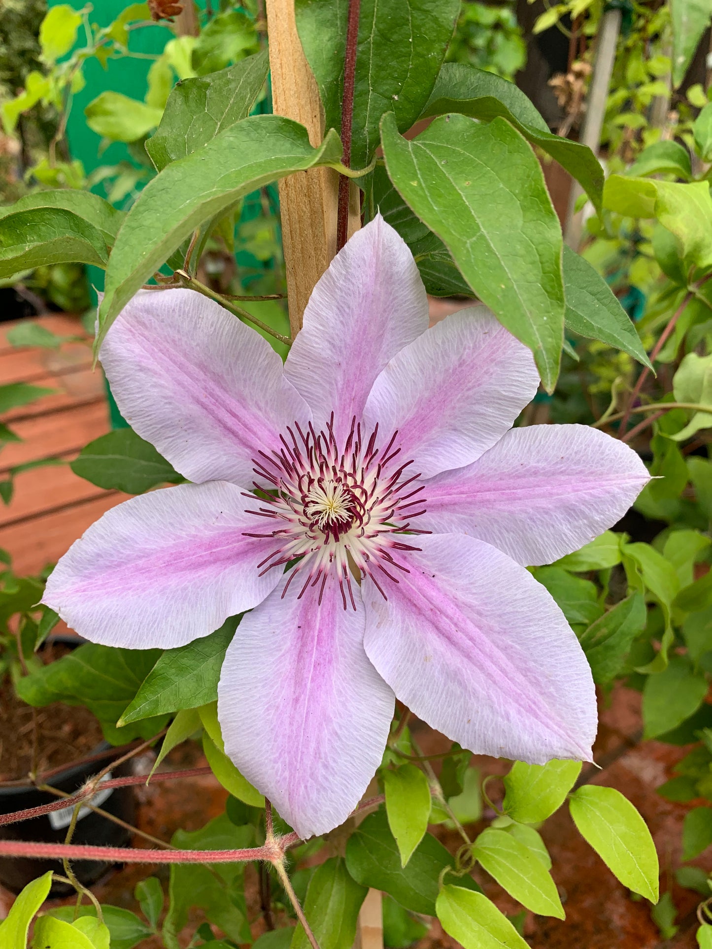 Clematis 'Nelly Moser' 1 Gallon